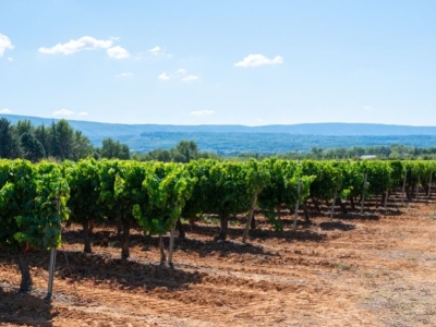 Vine Pruning: An Art in Full Dormancy