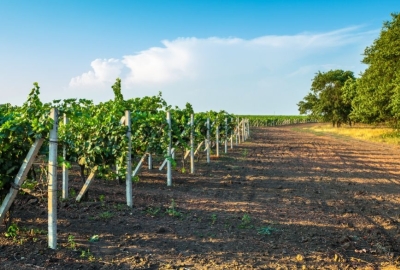 Soils and grape varieties: the best combinations