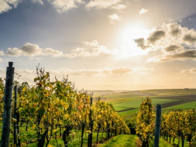Quelle est l’origine du vin en france ?