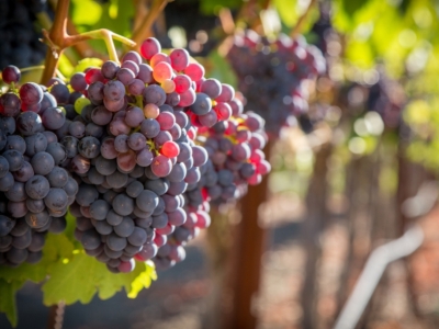 What is a varietal wine? 